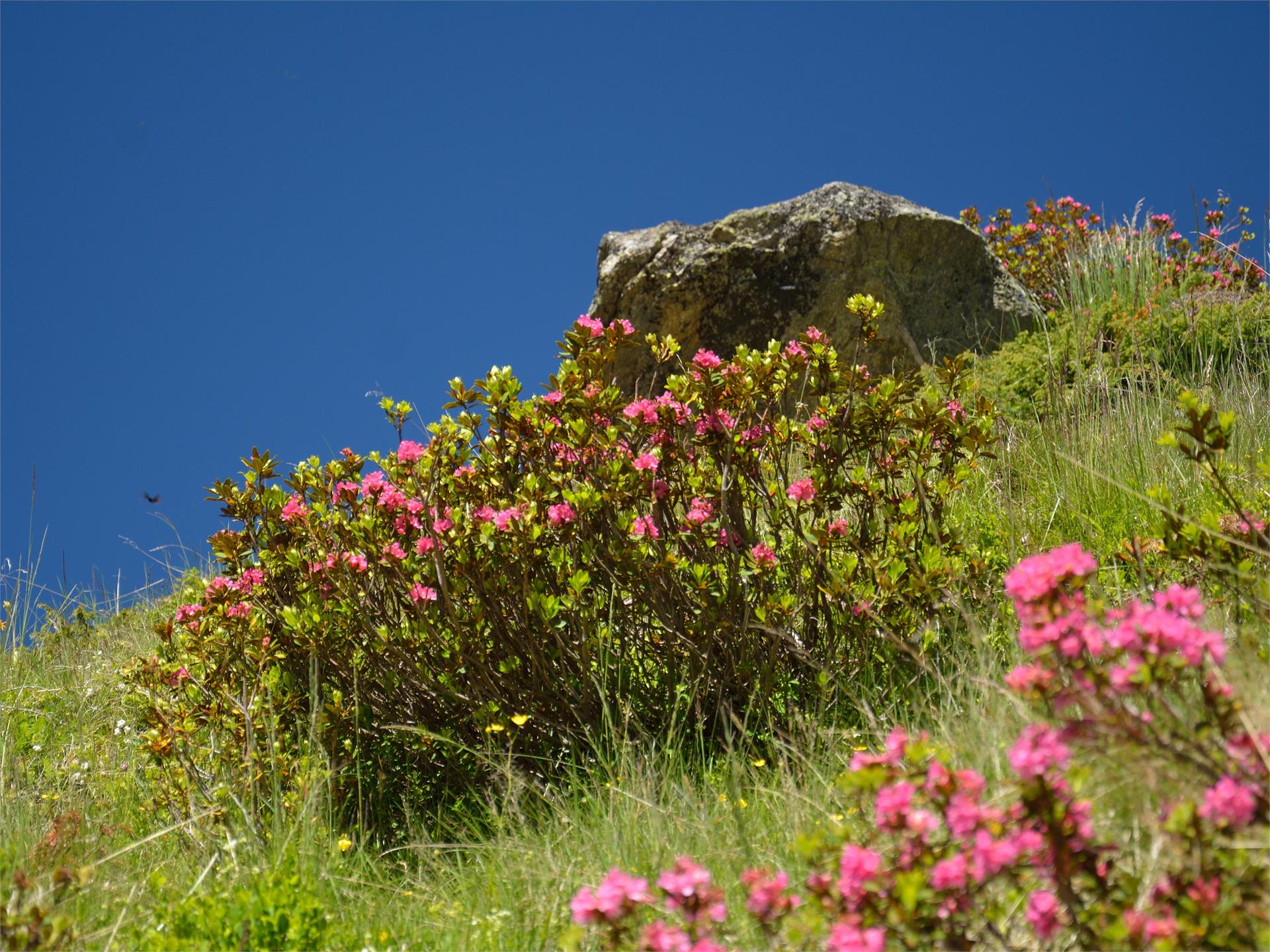 Bergtour zum Kleinen Nock Sand in Taufers 1 suedtirol.info