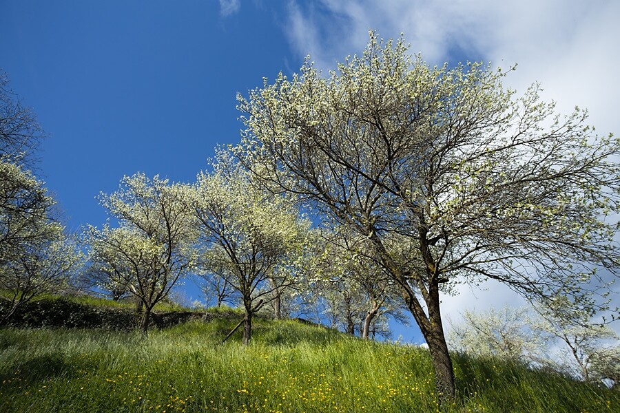 Barbianer Zwetschkenweg Barbian 2 suedtirol.info