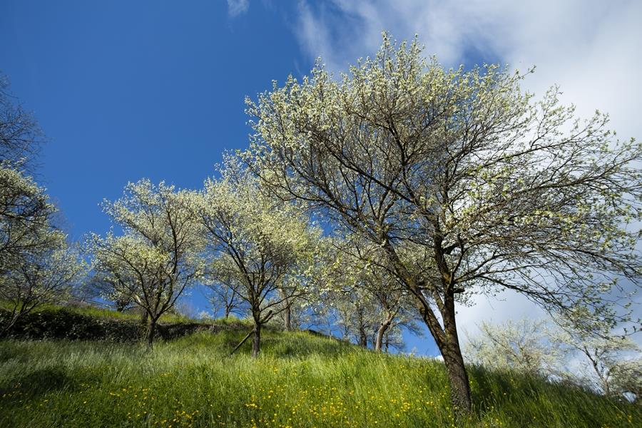 Sentiero delle prugne Barbiano 2 suedtirol.info