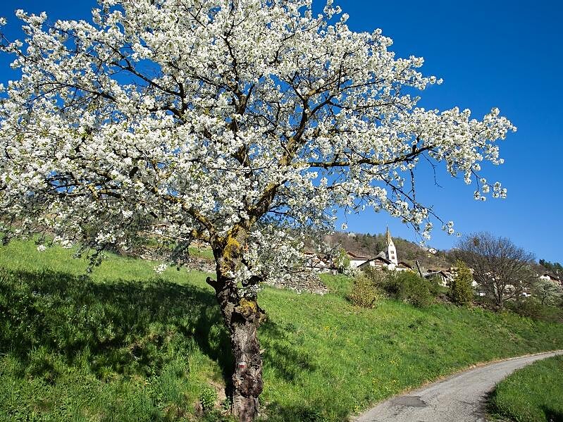 Barbianer Zwetschkenweg Barbian 1 suedtirol.info
