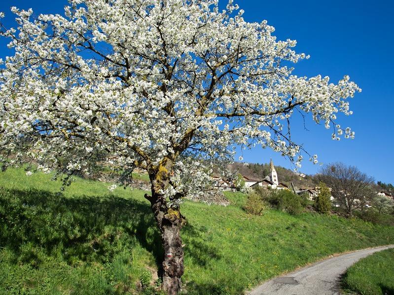 Sentiero delle prugne Barbiano 1 suedtirol.info