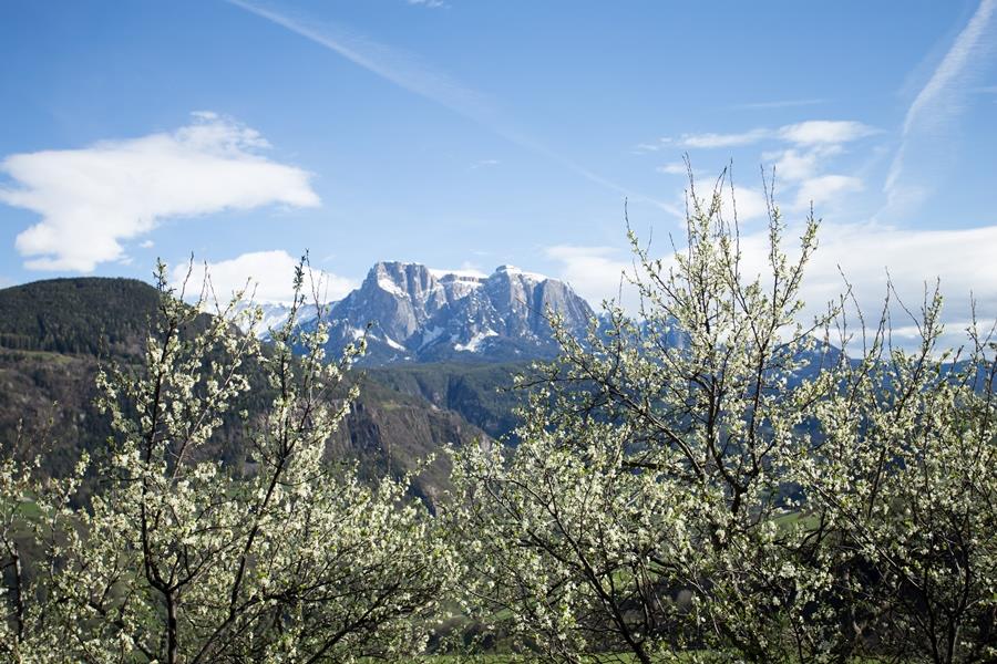 Sentiero delle prugne Barbiano 3 suedtirol.info