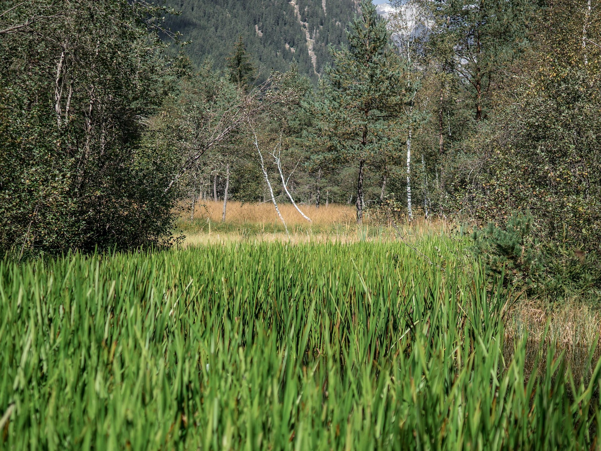Naturerlebnis-Rundwanderung durch das Biotop Rasner Möser - Dolomitenregion Kronplatz - #6 - suedtirol.info