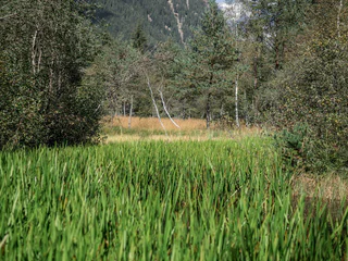 Naturerlebnis-Rundwanderung durch das Biotop Rasner Möser - Rasen-Antholz - #6 - suedtirol.info