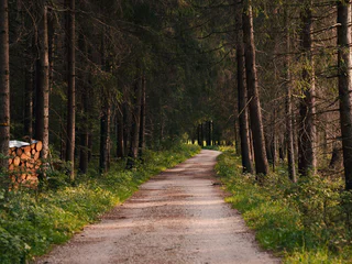 Naturerlebnis-Rundwanderung durch das Biotop Rasner Möser - Rasen-Antholz - #7 - suedtirol.info