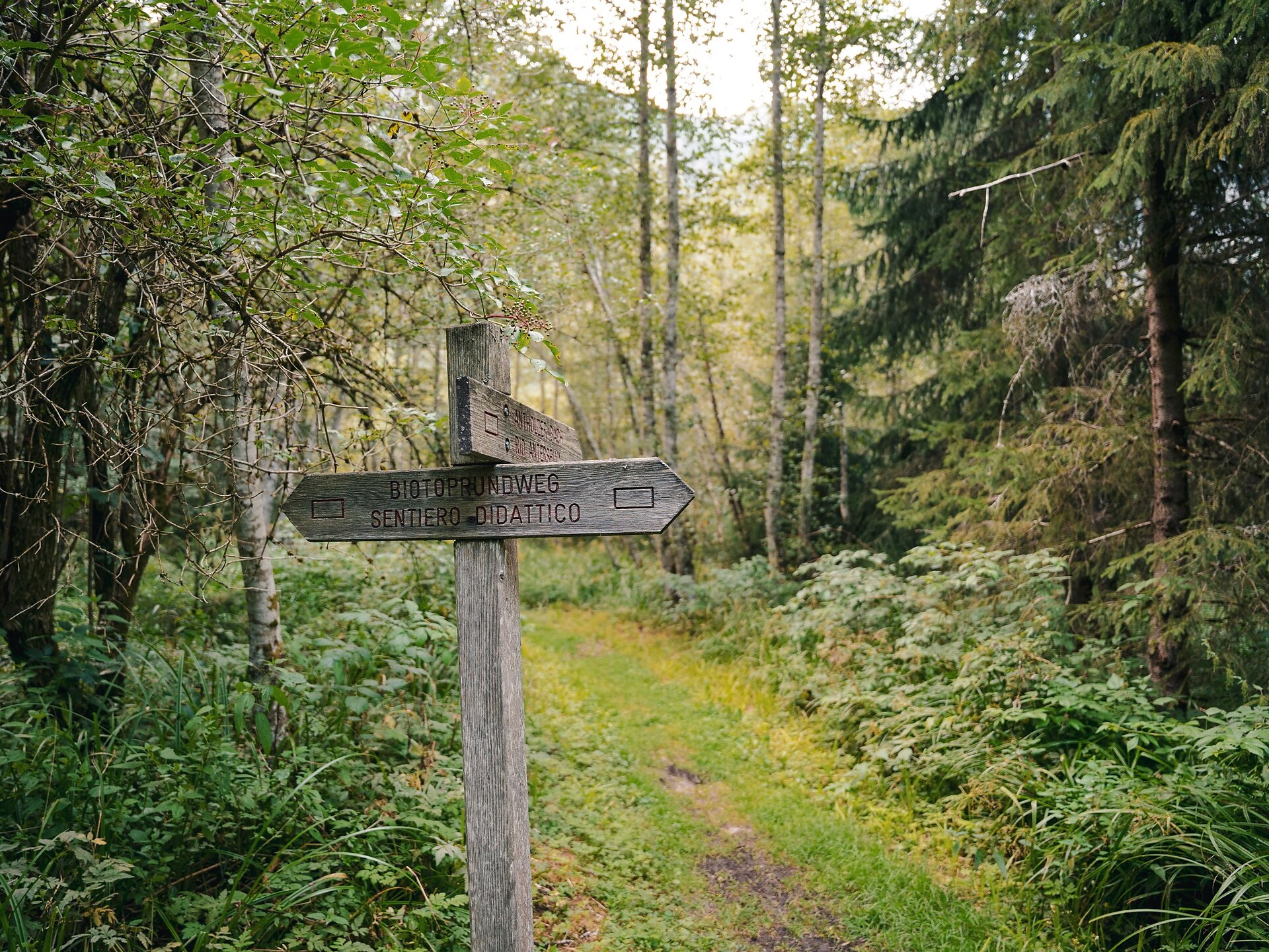 Naturerlebnis-Rundwanderung durch das Biotop Rasner Möser - Dolomitenregion Kronplatz - #8 - suedtirol.info