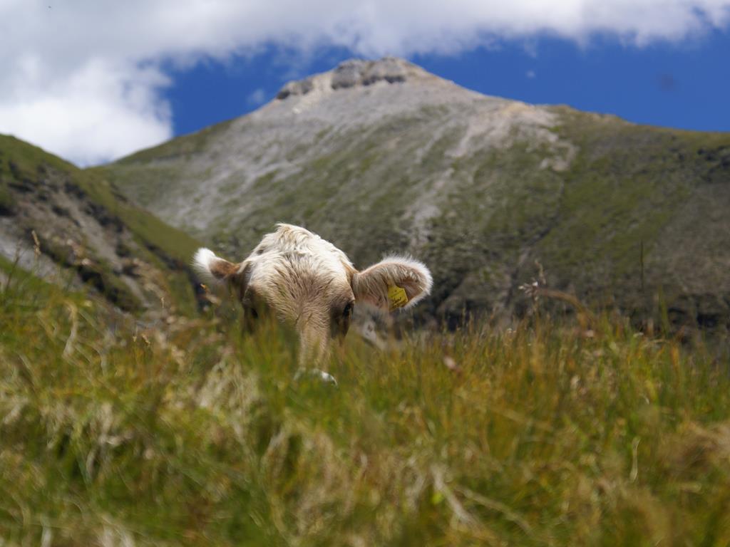 Escursione alla Cima Bianca Brennero 1 suedtirol.info