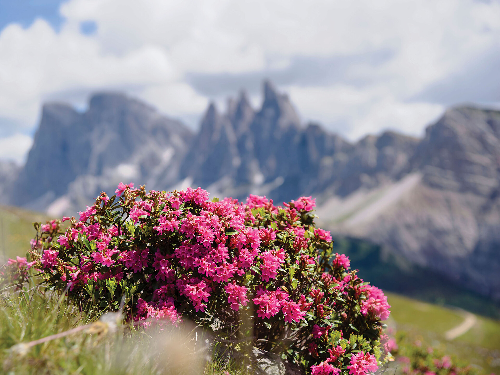 Dolomites UNESCO Geotrail - Stage 5: from Ortisei/St. Ulrich to the Puez Hut (Alternative route) - Dolomites Region Val Gardena - #4 - suedtirol.info