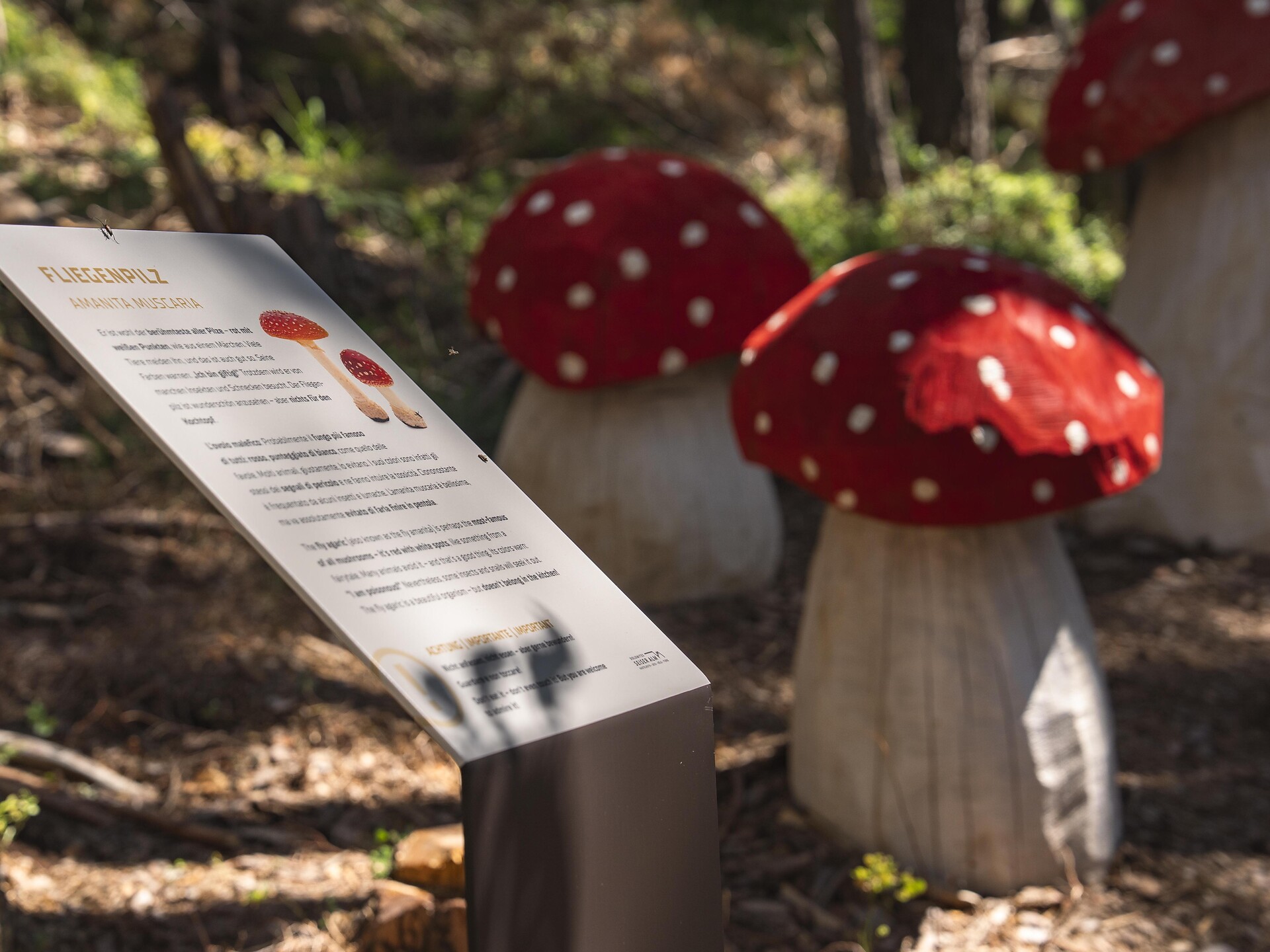 Il sentiero dei funghi nel bosco di Laranza - Regione dolomitica Alpe di Siusi - #1 - suedtirol.info