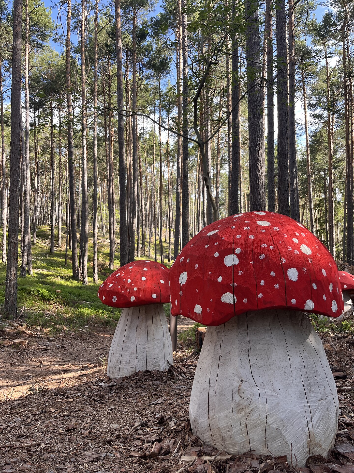 Il sentiero dei funghi nel bosco di Laranza - Regione dolomitica Alpe di Siusi - #7 - suedtirol.info