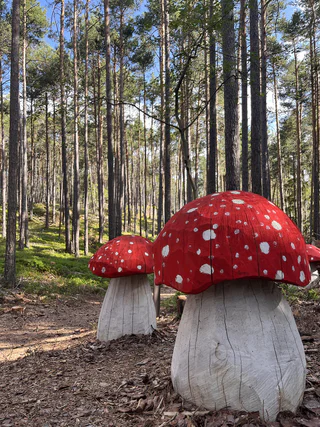 Der Pilzeweg im Laranzer Wald - Kastelruth - #7 - suedtirol.info