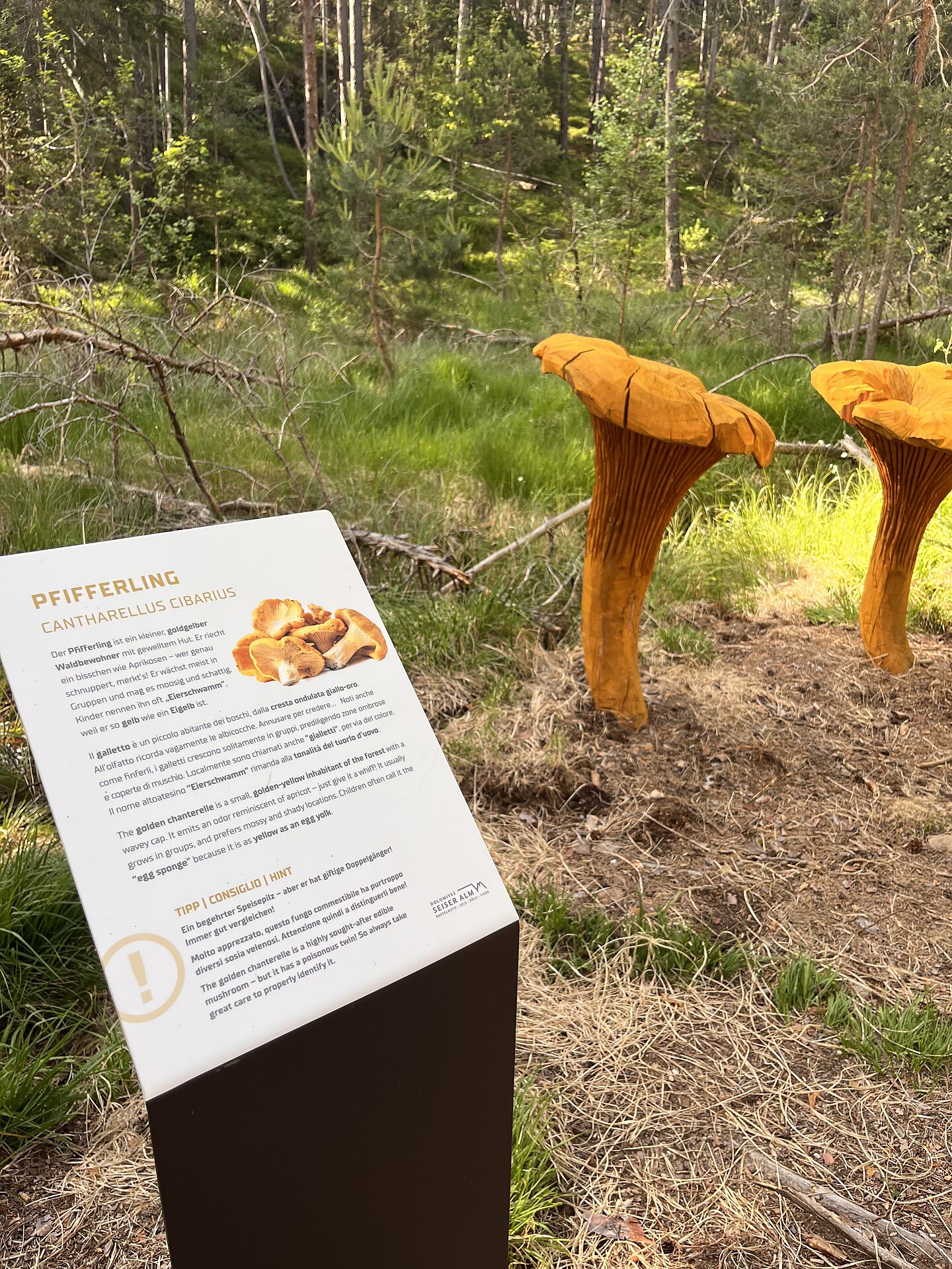 Il sentiero dei funghi nel bosco di Laranza - Regione dolomitica Alpe di Siusi - #8 - suedtirol.info