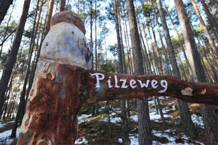 Der Pilzeweg im Laranzer Wald Kastelruth 5 suedtirol.info