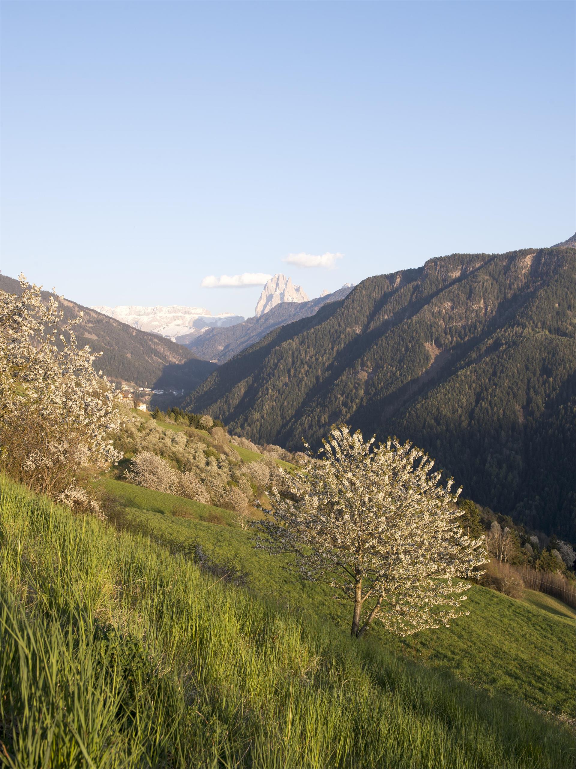 Dirsching / Albergo Stella Laion 2 suedtirol.info