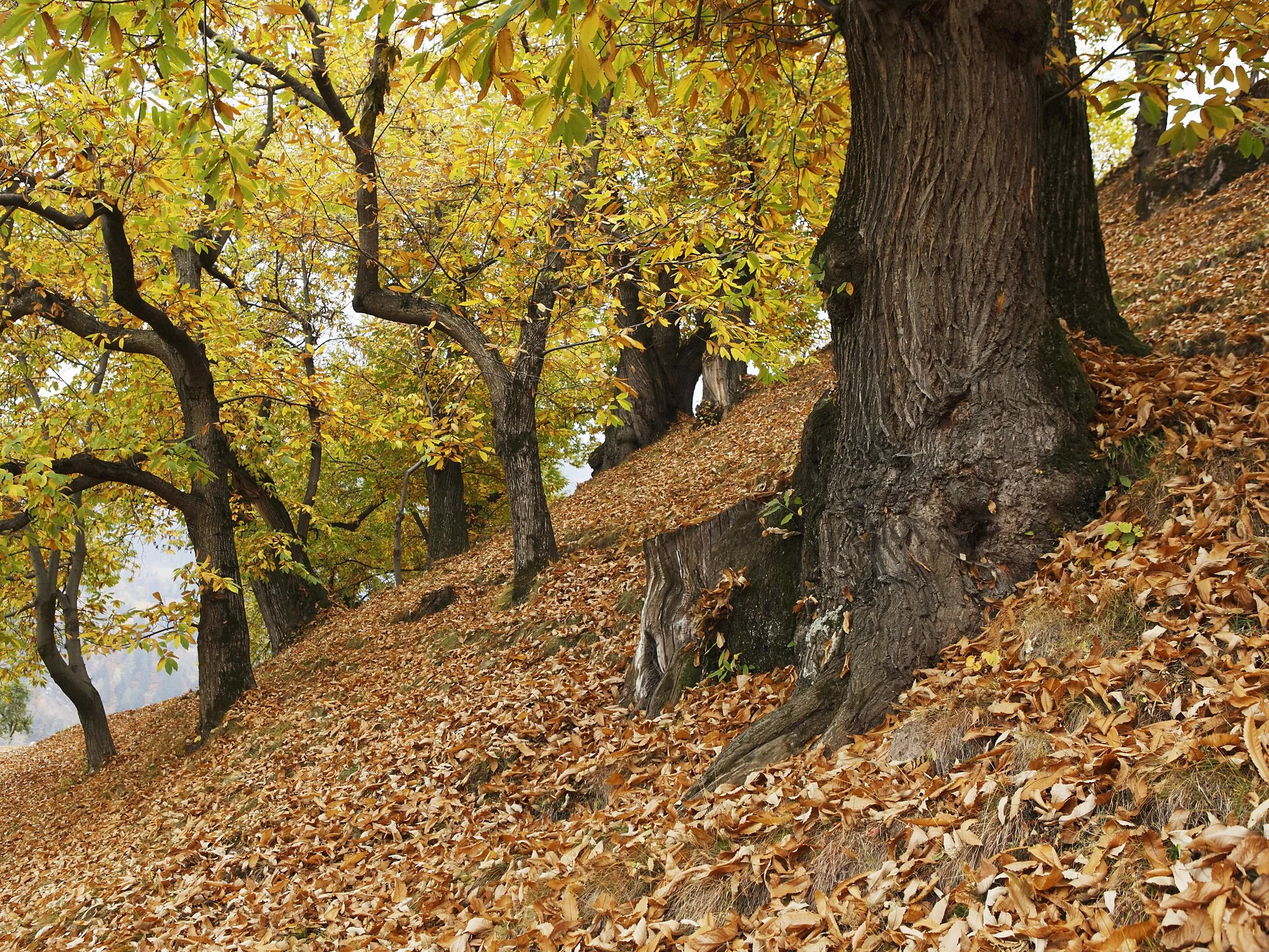 The Chestnut Trail from the Neustift monastery near Brixen to Terlan