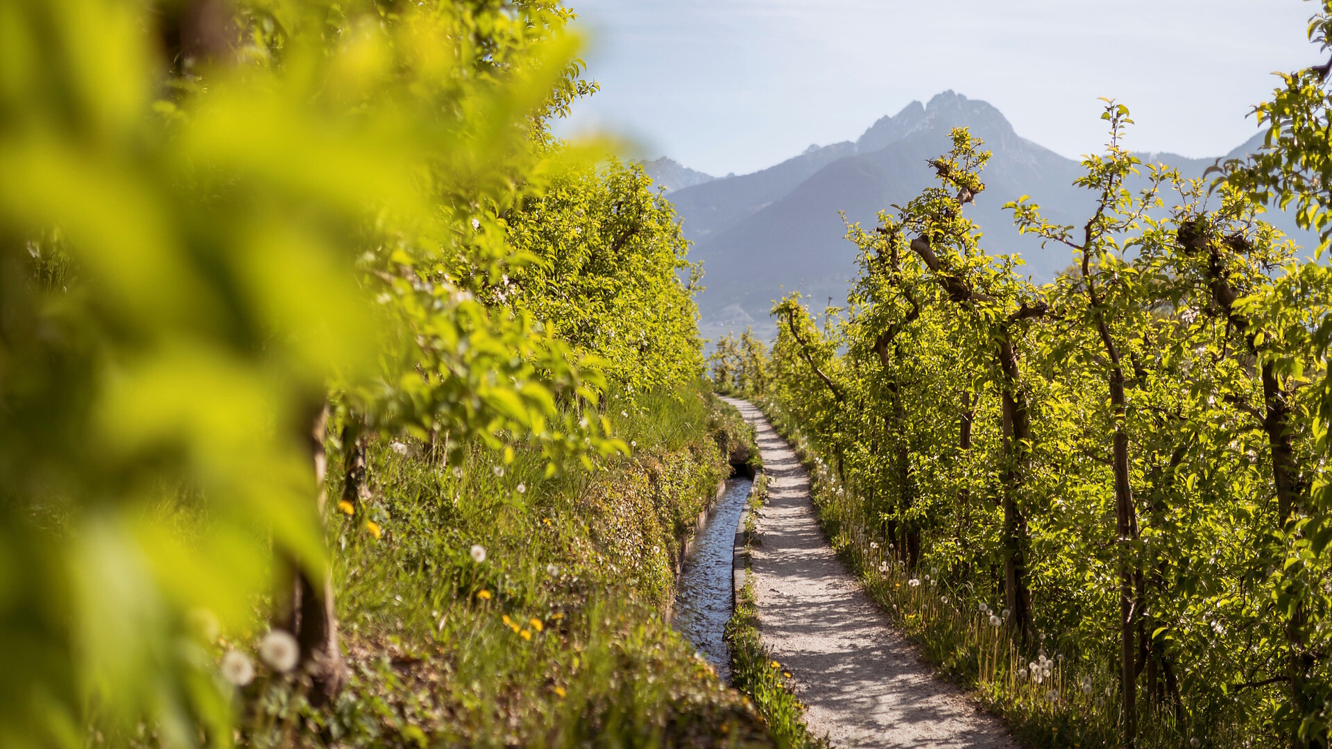 Toward the Sun - Meran/Merano and environs - #1 - suedtirol.info