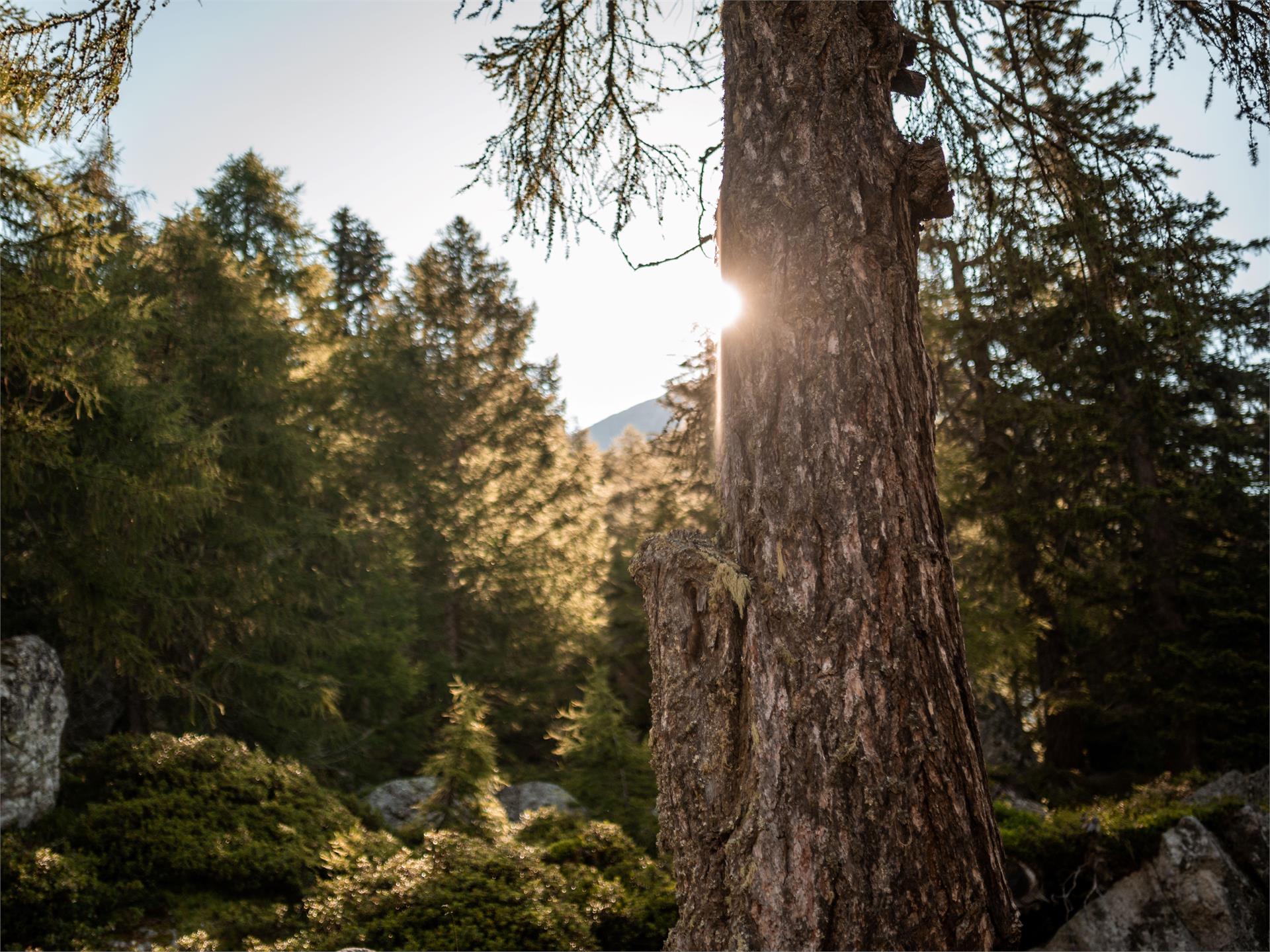 Der Waldweg Schenna 3 suedtirol.info