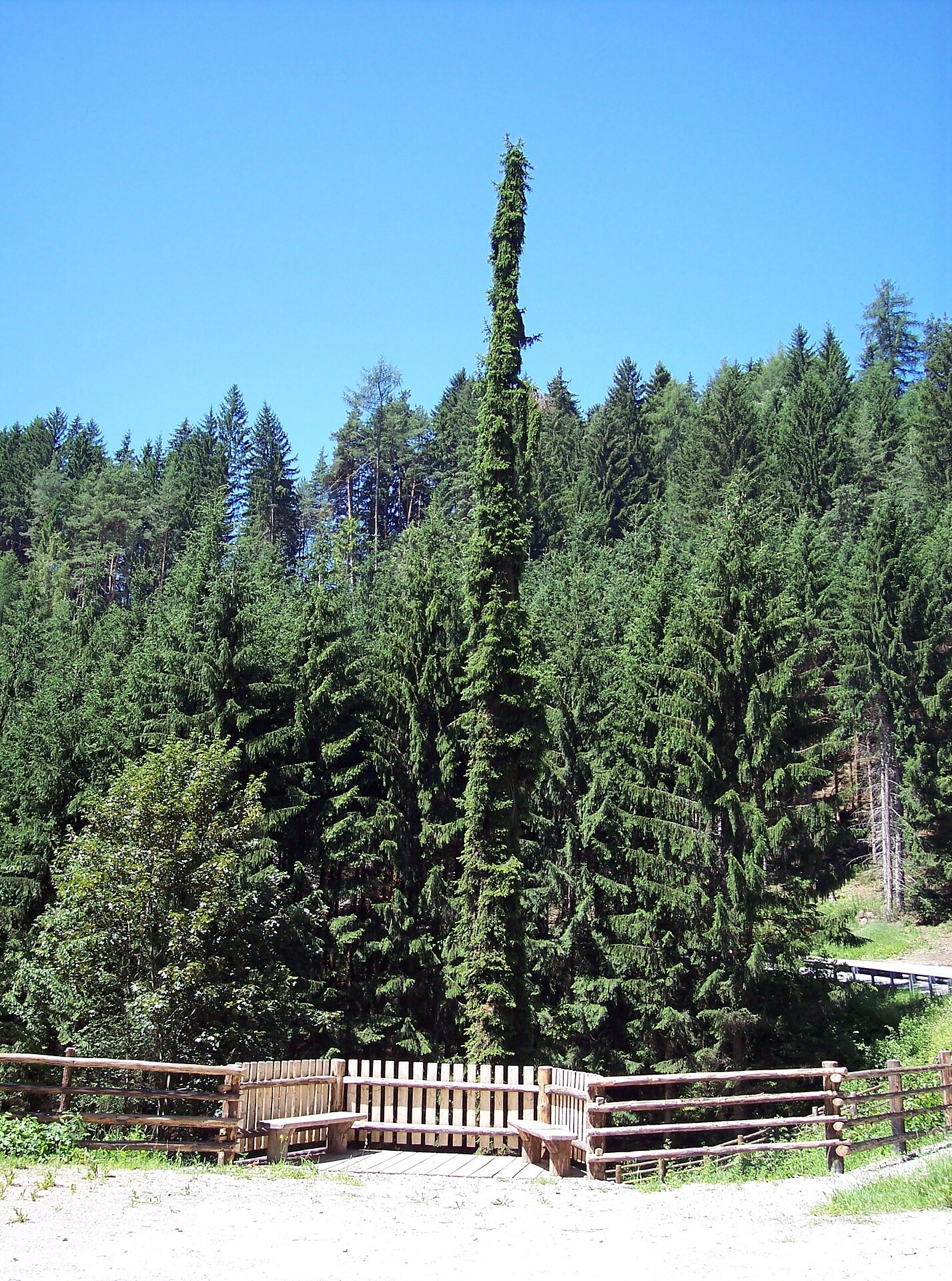 columns spruce