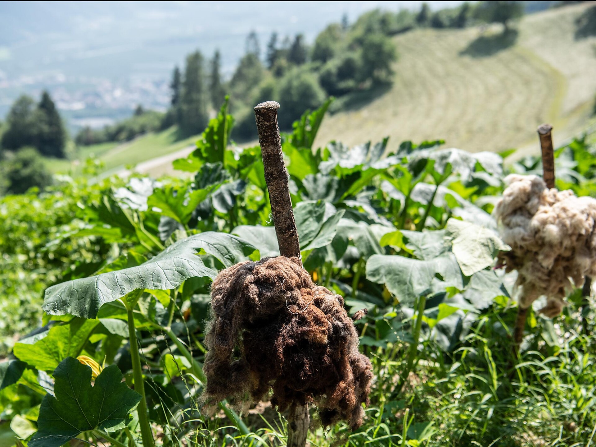 Die historischen Partschinser Bergbauernhöfe Partschins 4 suedtirol.info