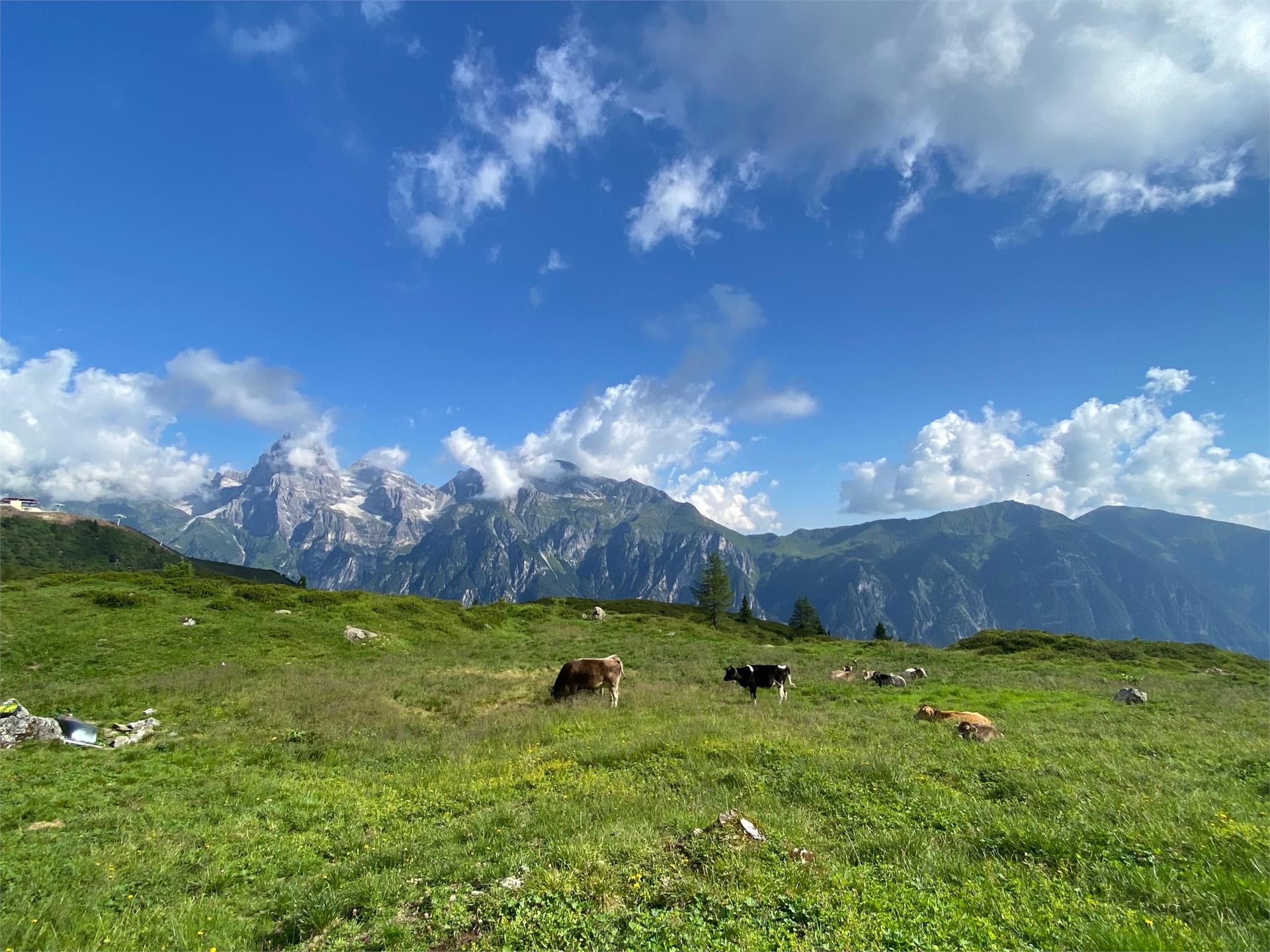 Three-pasture-trail Brenner/Brennero 1 suedtirol.info