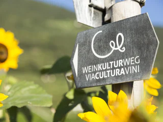 Der WeinKulturWeg - Marling - #4 - suedtirol.info