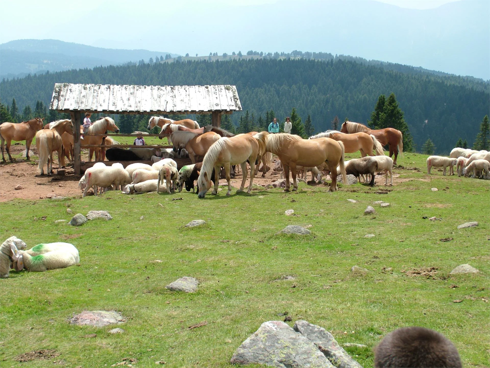 Europäischer Fernwanderweg über den Tschögglberg Jenesien 3 suedtirol.info