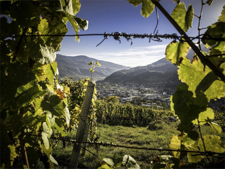 Eisacktaler Wein- und Apfelweg Brixen 1 suedtirol.info