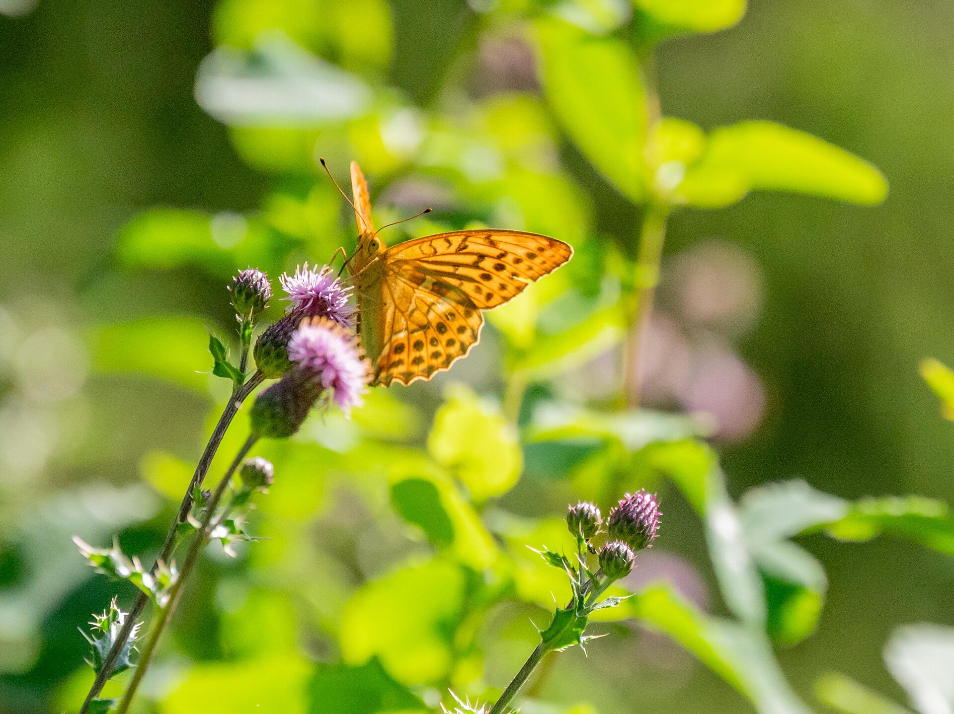 Biodiversity Experience Trail - Dolomites Region Kronplatz/Plan de Corones - #1 - suedtirol.info
