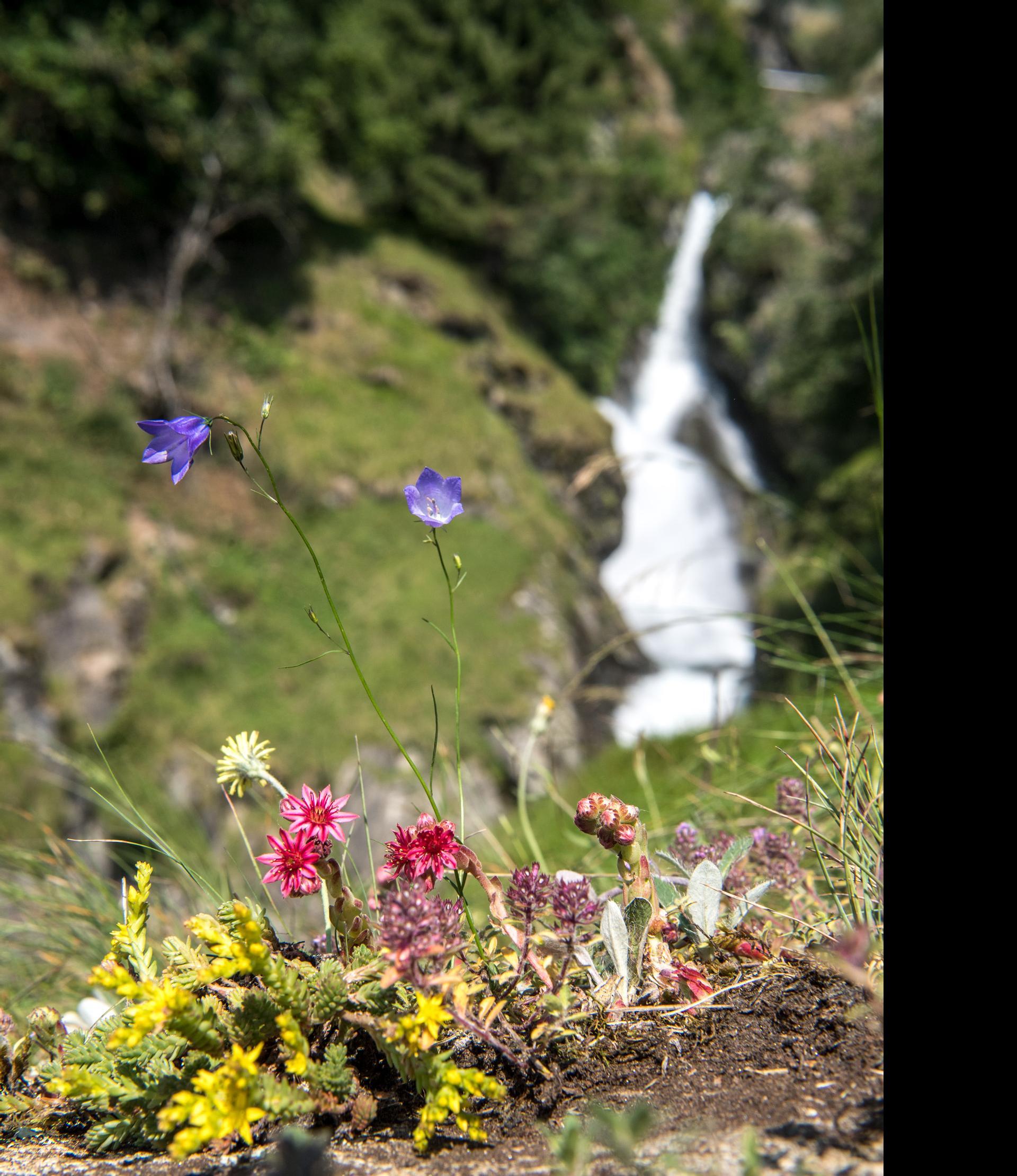 Elisabeth Trail - on the Alpine Hiking Path Waterfall to the Nasereit Hut Partschins/Parcines 17 suedtirol.info