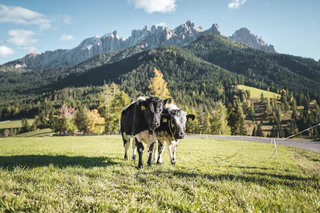 Familienwanderung vom Karer See zur Stadl Alm - Welschnofen - #6 - suedtirol.info