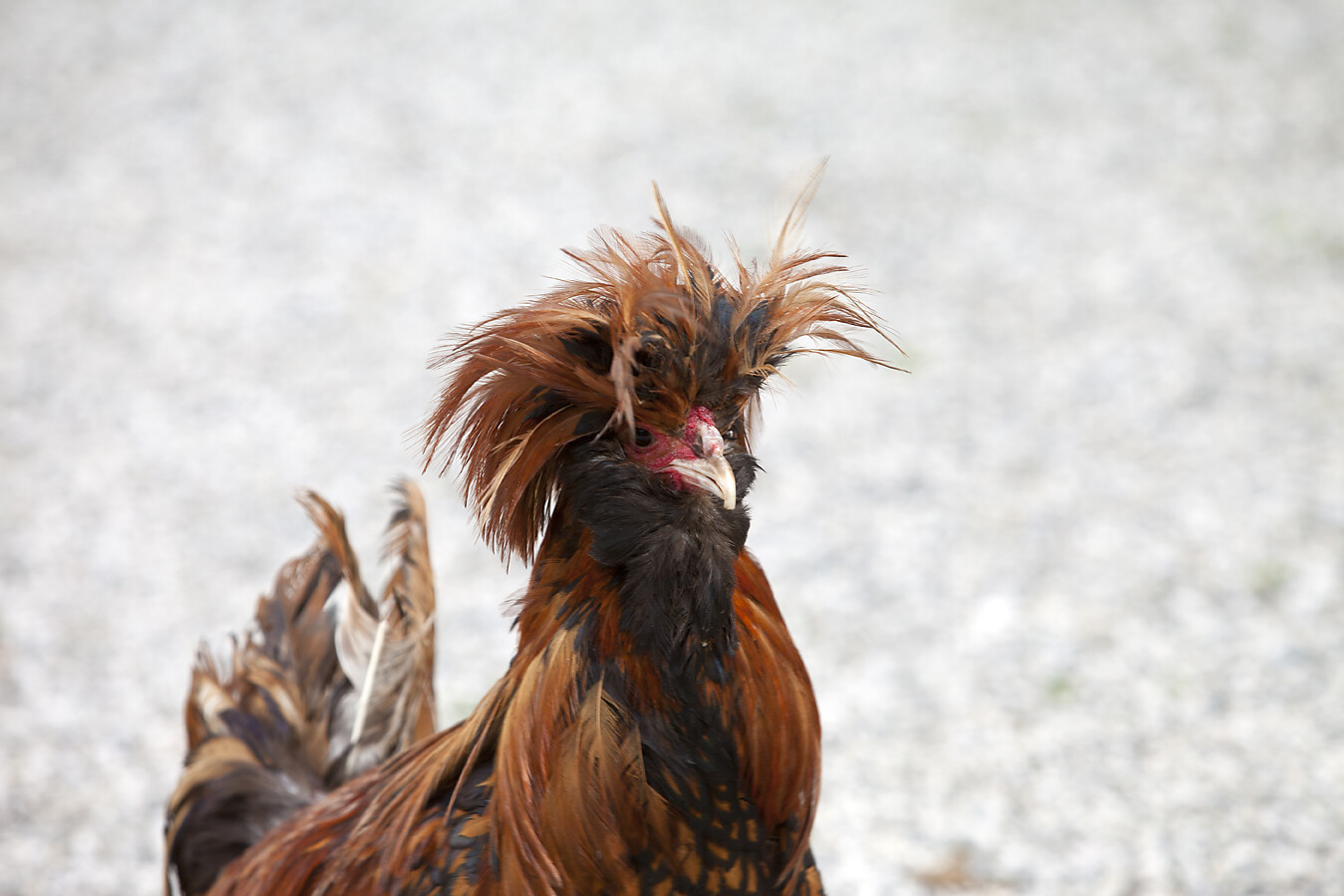 Wildlife park and petting zoo at Wildberg manor