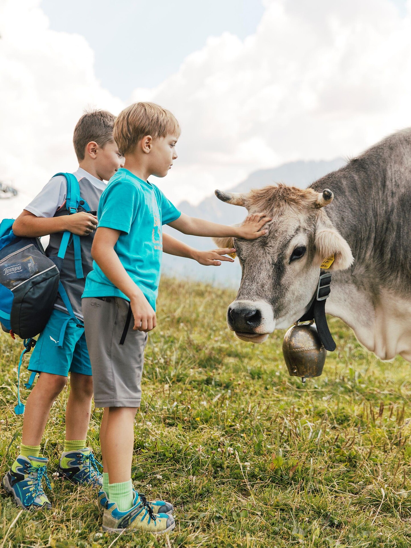 Meadow with cow