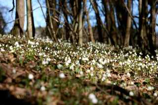Blumenteppich im Frühlingstal