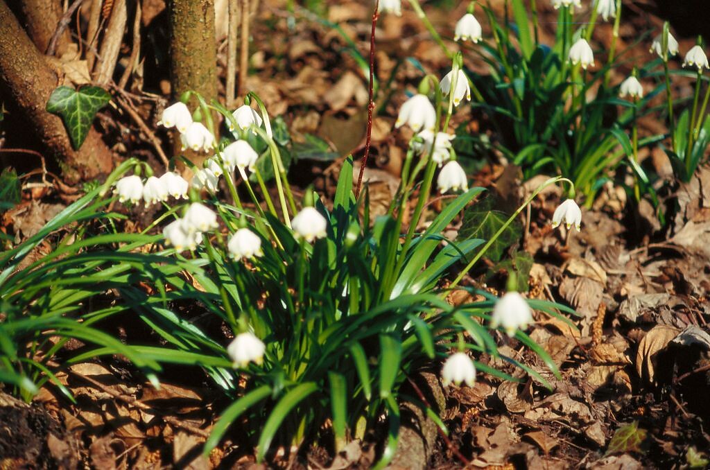 Frühlingstal