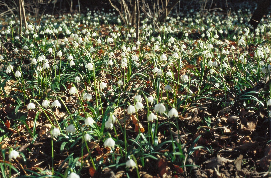 Frühlingstal