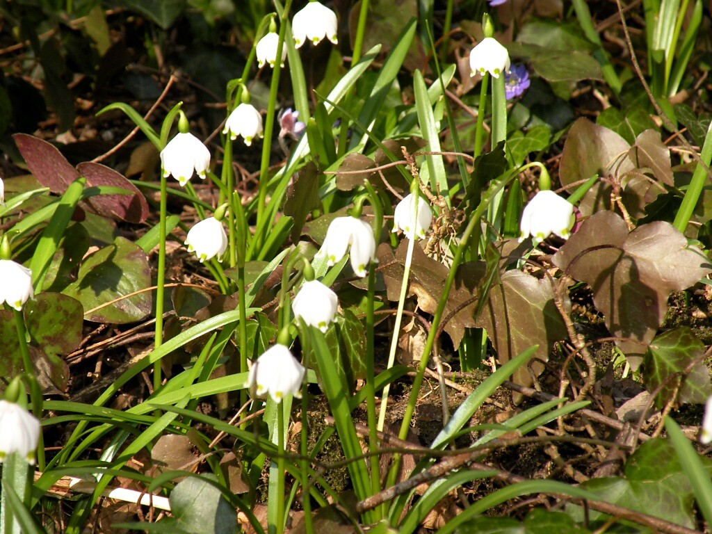 Frühlingstal