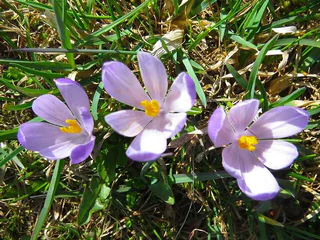Krokusse