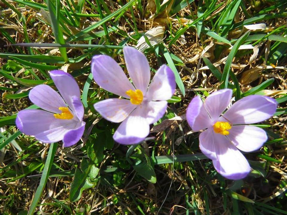 Frühlingswanderung auf die Blumenwiesen Mölten 4 suedtirol.info
