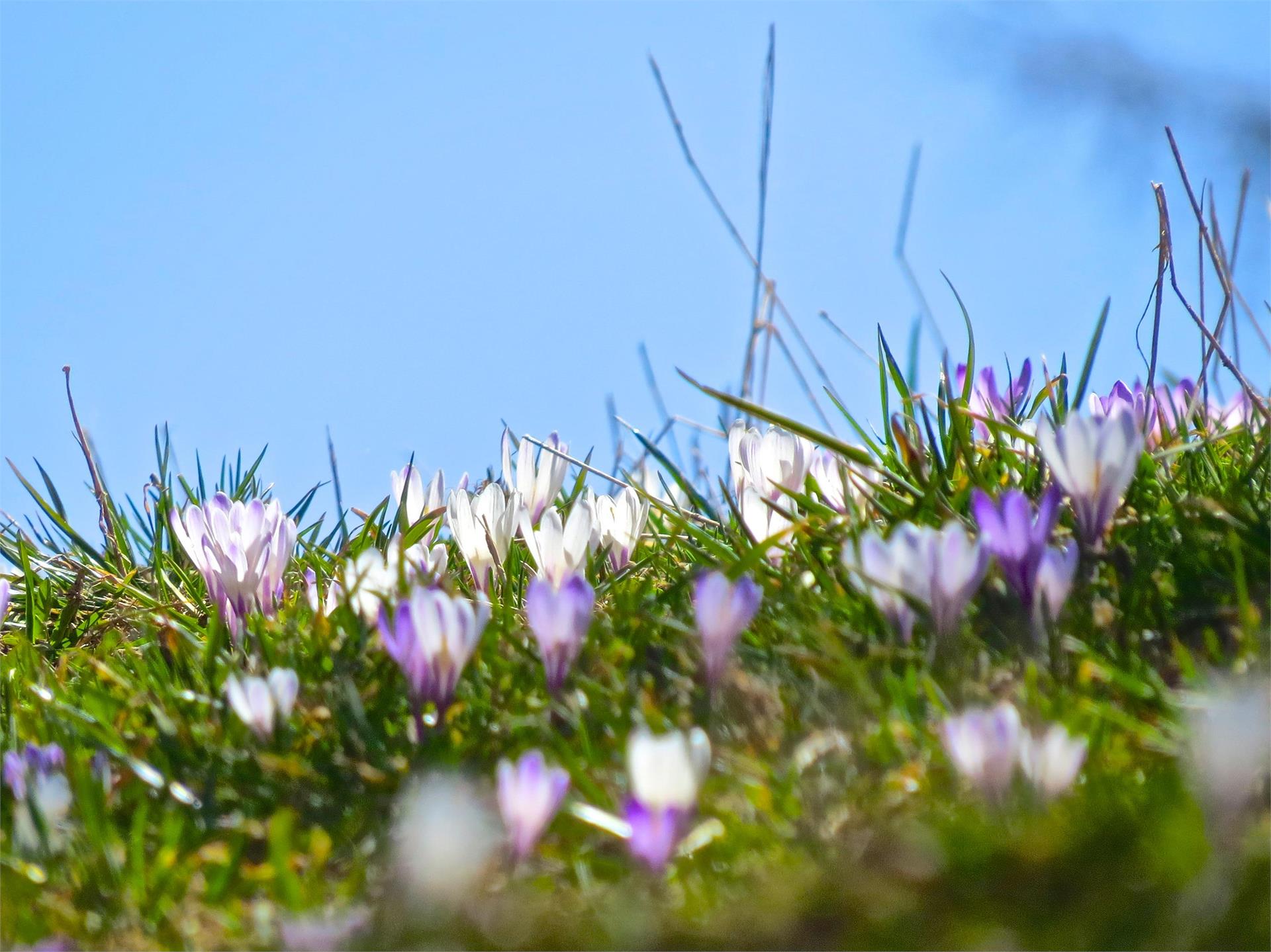 Frühlingswanderung auf die Blumenwiesen Mölten 2 suedtirol.info