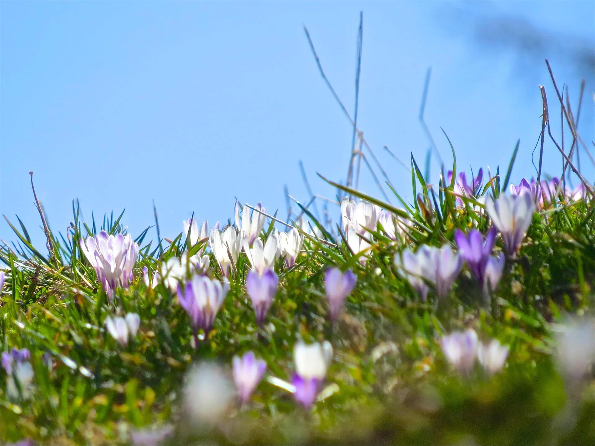 Spring hike to the flower meadows Mölten/Meltina 2 suedtirol.info