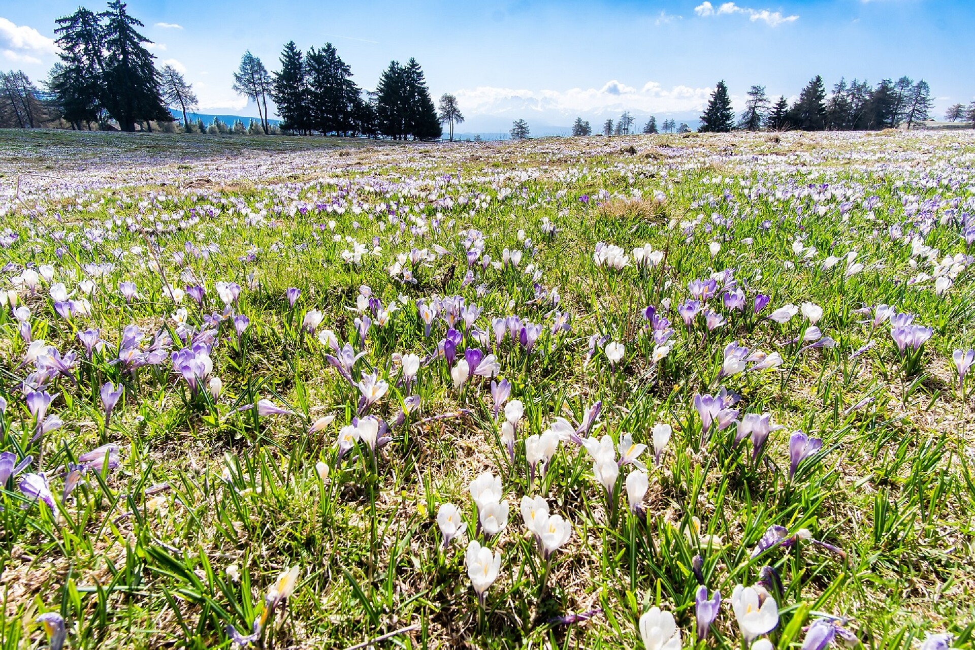 crocus meadows