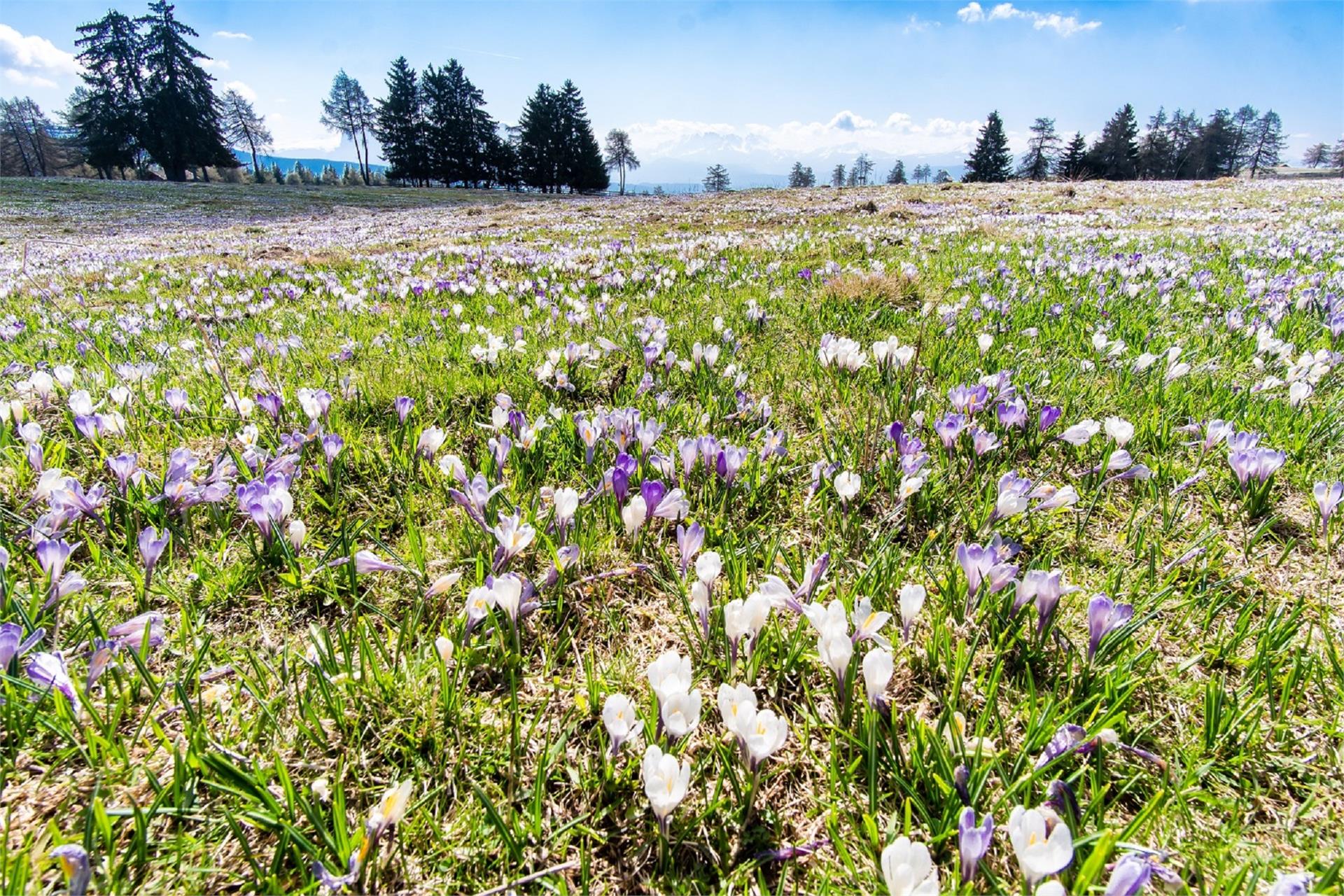 Frühlingswanderung auf die Blumenwiesen Mölten 1 suedtirol.info