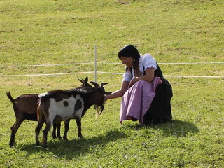 Tiere