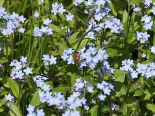 Blumen am Wegesrand