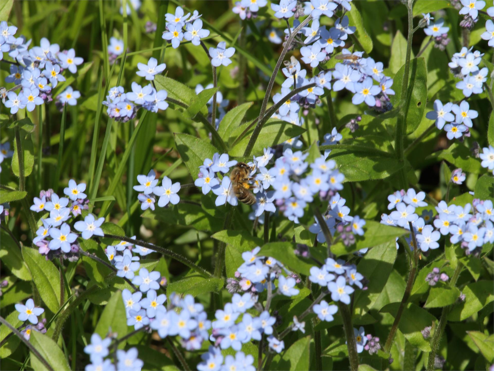 Frühlingswanderung auf die Blumenwiesen Mölten 6 suedtirol.info