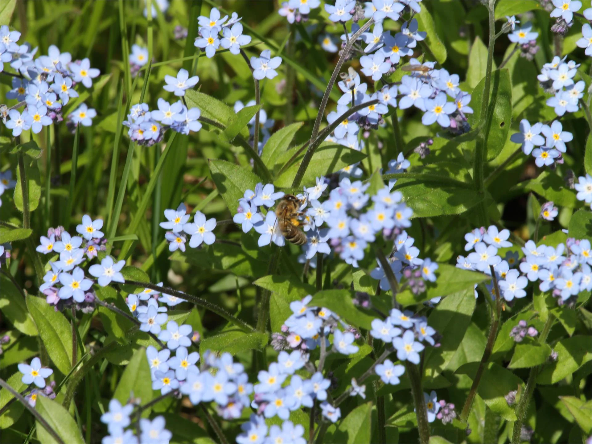Spring hike to the flower meadows Mölten/Meltina 6 suedtirol.info