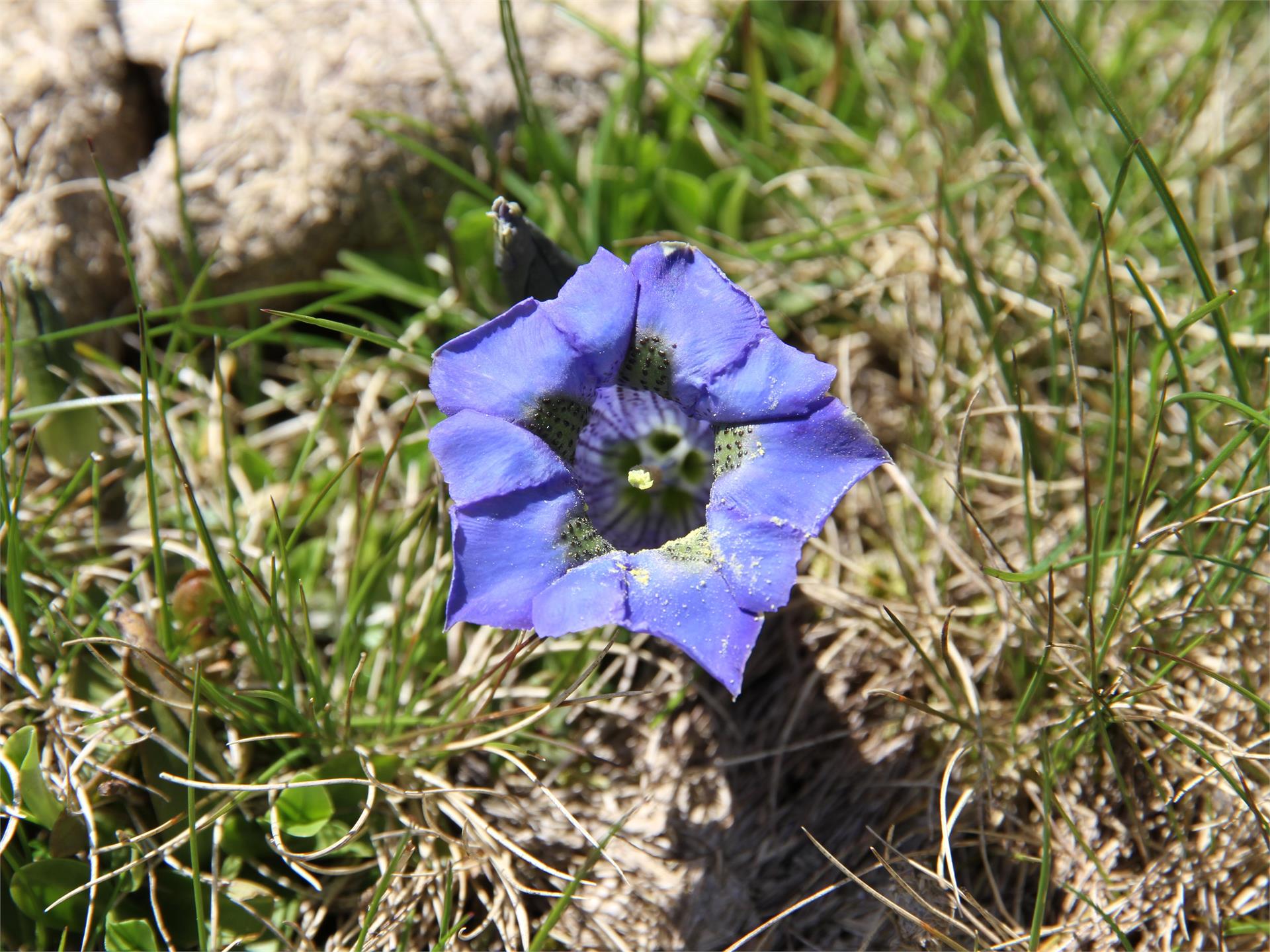 Frühlingswanderung auf die Blumenwiesen Mölten 5 suedtirol.info