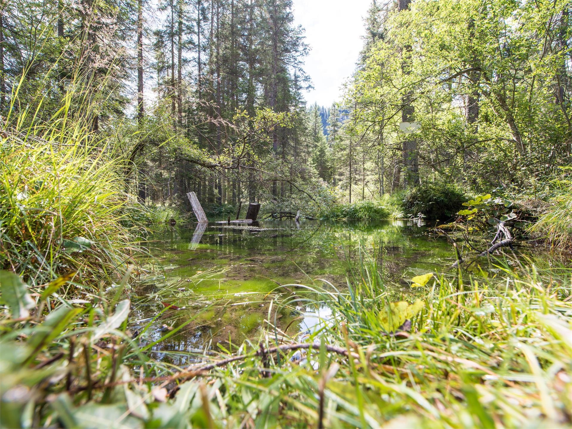 Familienwanderung: Quellenweg "Maite" Prags 1 suedtirol.info