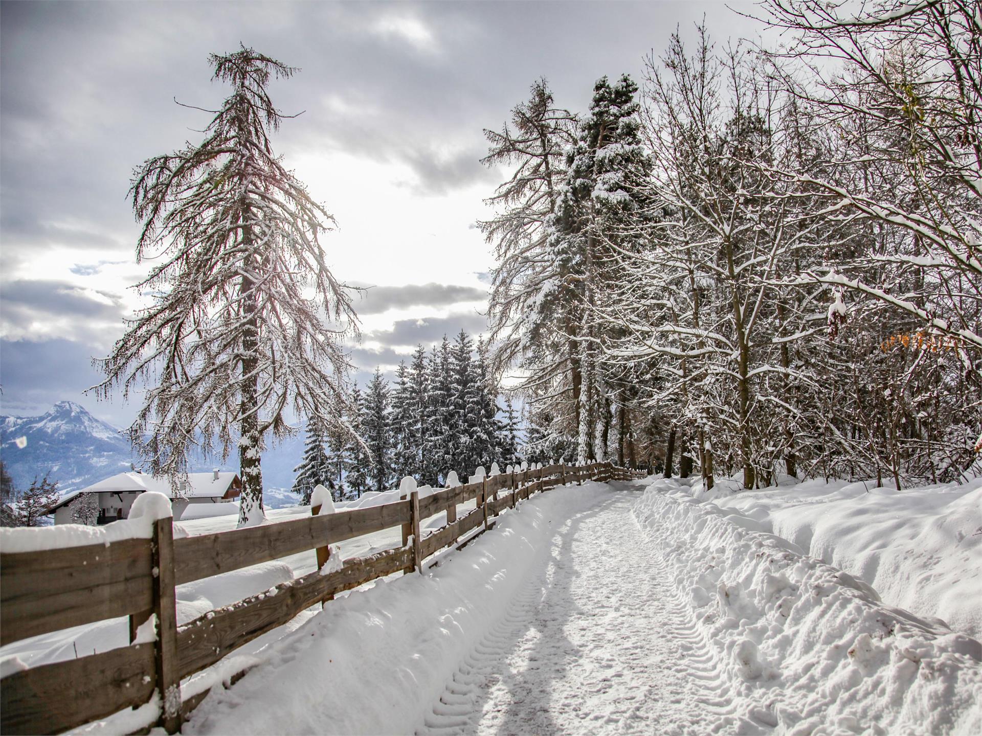 Freud Promenade Renon 11 suedtirol.info