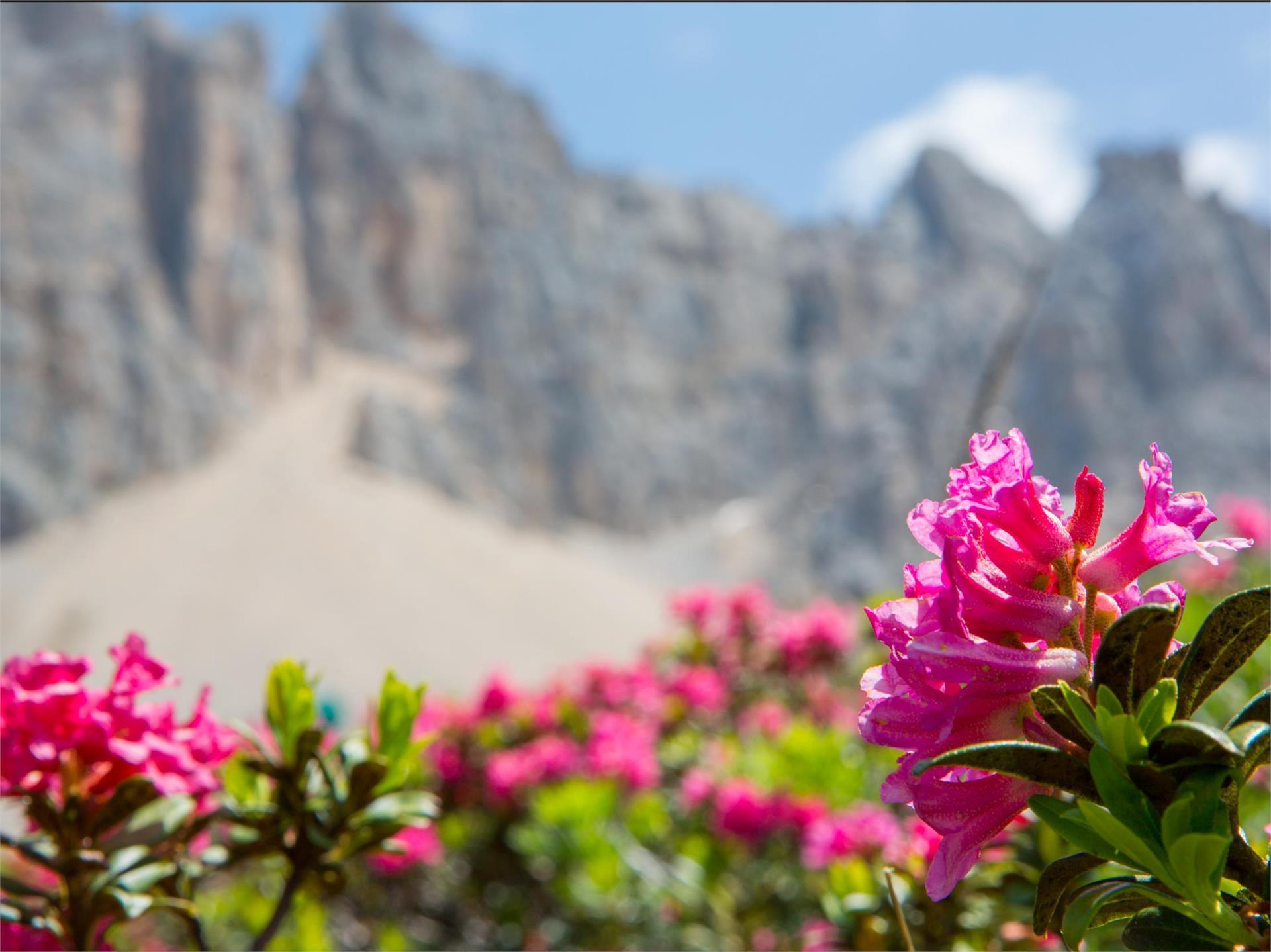 LATEMAR.PANORAMA: Escursione per famiglie sul sentiero naturalistico Nova Ponente 2 suedtirol.info